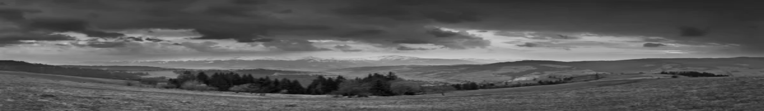 Banner image of forest trees